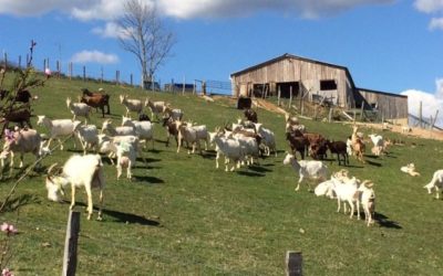 FERME DU BERGOGNON – CHRISTIAN ET STÉPHANIE VESTIT