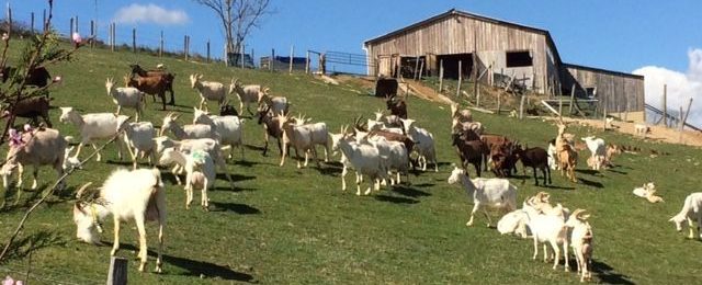 FERME DU BERGOGNON – CHRISTIAN ET STÉPHANIE VESTIT